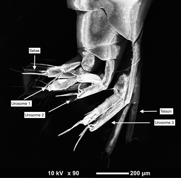 figure image